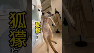 狐獴吃什麼 #狐獴 #寵物 #meerkat