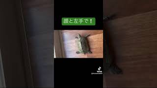 顔と左手で起き上がる❕#亀吉 #動物は家族 #tiktok #youtube #早い #pet #器用