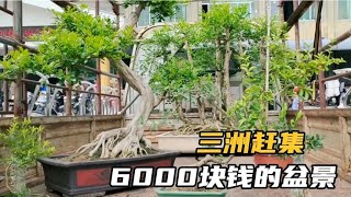 三洲赶集继续赏三角梅，九里香大型盆景开价6000块钱，看值不值？