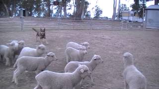 Ameroo Ned on lambs in yards Nov 2013