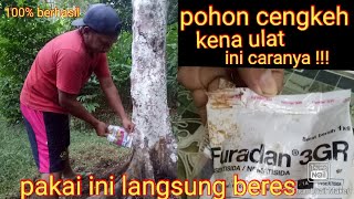 cara mengatasi pohon cengkeh yang kena ulat.