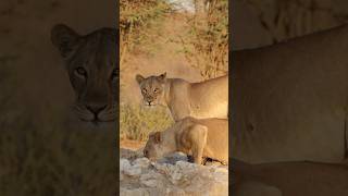 Thirsty Lions #explore #nature #southafrica #thirsty #thirst #lion #lions #lioness #gold #light