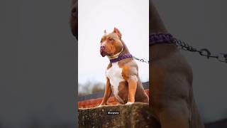 AMERICAN BILLY Vs PITBULL Dog whatsapp status #amaricanbully #dog #amecanpitbull #mrbeast