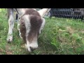 Using Goats to Devour Invasive Plants