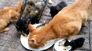 #i put the Rice and the cat eat #the cat is cute #pleasesubscribe