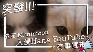 突發！花花 X Mimimoon 亂入Hana YouTube 有嘢宣布！