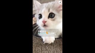 キャットタワーに挑戦中の子猫ちゃん、成功のご褒美はなんと…