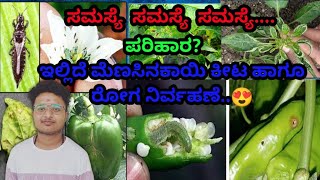 pest and disease control in chilli(ಮೆಣಸಿನಕಾಯಿ ಬೆಲೆಯಲ್ಲಿ ರೋಗ ಹಾಗೂ ಕೀಟ ನಿರ್ವಹಣೆ) #chillidiseases