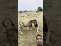 Lion Brawl! Watch Two Male Lions Engage in a Friendly Battle #wildlife #lion