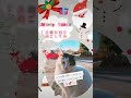 メリークリスマス🎄🎅🎁✨ キュンです 喋る猫 しゃべる猫 喋るねこ 野良猫 catsoftiktok cats ねこ ネコ 猫可愛い 猫好き 猫 猫動画 人間の言葉わかるのか