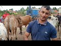 feira do gado na ibiapina cearÁ dia 22 12 2024