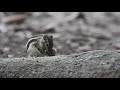 দুষ্টু কাঠবেড়ালি naughty squirrel