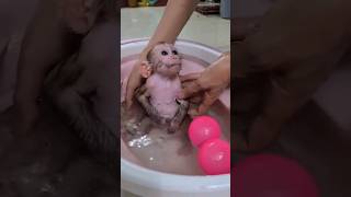 monkey bathing video | monkey baby | monkey video | baby monkey bathing #shorts
