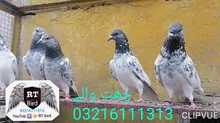 id00204#چھت والے کبوتر 4 جوڑے سیالکوٹی chath walay sialkoti pigeon four pair RT BiRD 03216111313