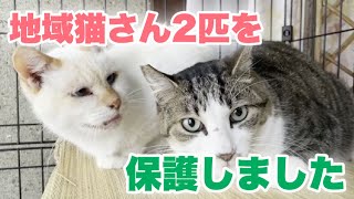 お外で頑張ってきた地域猫2匹を保護しました【Rescued cats】