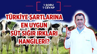 Türkiye Şartlarına Göre En Uygun Süt Sığır Irkları