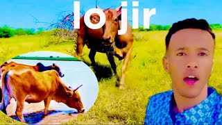 waxan noqday lo'jire | A day in the life of lo jire