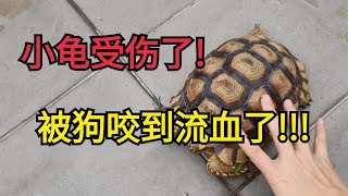 【小龜成長日記】陸龜Sulcata被我家狗攻击了！龟壳都流血了看了都心疼