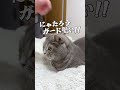 cat 猫 ねこ 猫動画 猫あるある