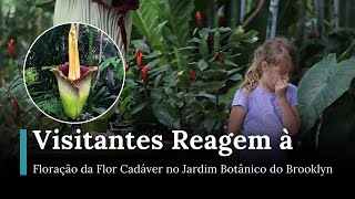 Floração da flor cadáver no Jardim Botânico do Brooklyn: Reações dos visitantes ao mau cheiro | AM1E