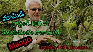 మామిడి గ్రాఫ్టింగ్ 100% సక్సెస్ కావాలంటే Mango grafting should be 100% successfull