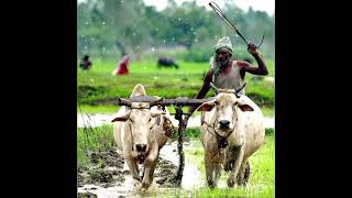 🌾🐂இனிய உழவர் திருநாள் வாழ்த்துக்கள் 🌄🌾