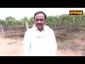 దొండ సాగుతో ఏడాది పొడవునా ఆదాయం ivy gourd farming