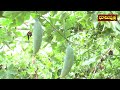 దొండ సాగుతో ఏడాది పొడవునా ఆదాయం ivy gourd farming