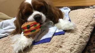 【キャバリア】【モッパン】骨ガムを食べるだけの動画🐶Video of just eating bone gum