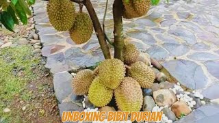 Unboxing bibit durian musang King