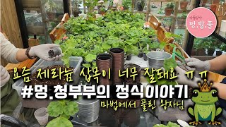 제라늄,5월의 정식  #제품구입은 더보기에 있어요