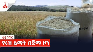 ወደ ገጠር :- የሩዝ ልማት በጅማ ዞን  Etv | Ethiopia | News