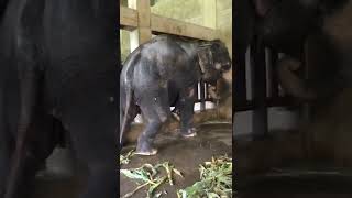 Elephant shelter  101