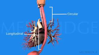 Disorders of the Esophagus Video : Michael Groher | MedBridge