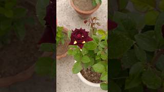 गुलाब के पौधों हमेशा नई ग्रोथ कैसे ले। #rosecare #gardening #rosecaretips #roseplant #flowers