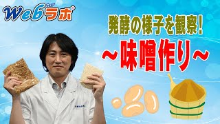 Webラボ#13 発酵の様子を観察！味噌作り