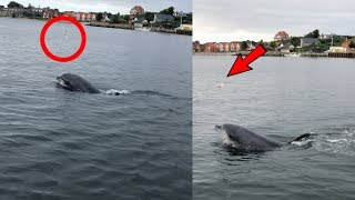 Dolphin caught juggling a Jellyfish in Denmark