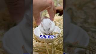 毛質の楽しみ方がヤバい飼い主 #ハムスター #おもしろ