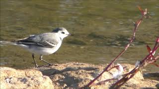 White Wagtail (Белая тряссогузка)