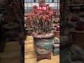 미니벨 대품❤️ shorts 다육화분 다육 다육이 다육이키우기 다육초보 다육식물 succulents 多肉植物 flowers plants