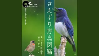 Siberian Rubythroat (Luscinia calliope) - Nature Bird Sounds for Relax