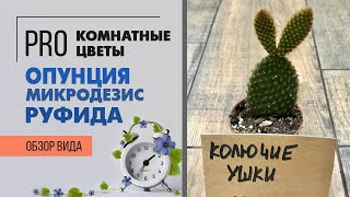 Опунция Микродезис Руфида - опасная и такая прекрасная | Как правильно поливать опунцию