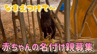 赤ちゃんの名前募集します