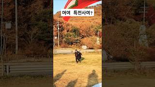 공격적인 착륙 ~~A Very Aggressive Landing 🥸😱🪂#패러글라이딩 #paragliding