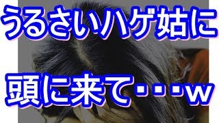 【DQN返し】薄毛の姑「嫁子の髪は多くてむかつく！」と嫉妬が酷いのでハゲネタで言い返してみた結果ｗ　トメ,ヨメトメch