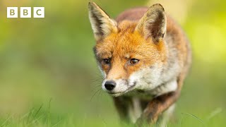 🔴 LIVE wildlife cameras 🐣 29 May 🌺 BBC Springwatch 2024