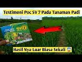 testimoni pupuk sv7 pada tanaman padi |  pupuk sv 7 #pupuksv7