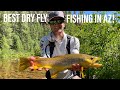 Best Brown Trout Dry Fly Fishing in Arizona