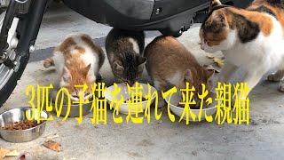 【野良猫保護】母猫と三匹の仔猫を保護するまで