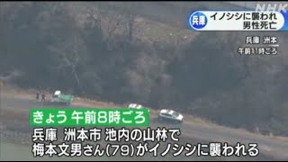 洲本 イノシシに襲われ男性死亡 兵庫県淡路島(動物愛誤)(製造車禍.傷人.人身被害)(アニマルホーダー.動物囤積症.Animal Hoarding)(豚コレラ.豚熱.豬瘟.CSF)(トキソプラズマ症)